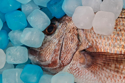 Recube - Reusable ice cubes (duo pack)